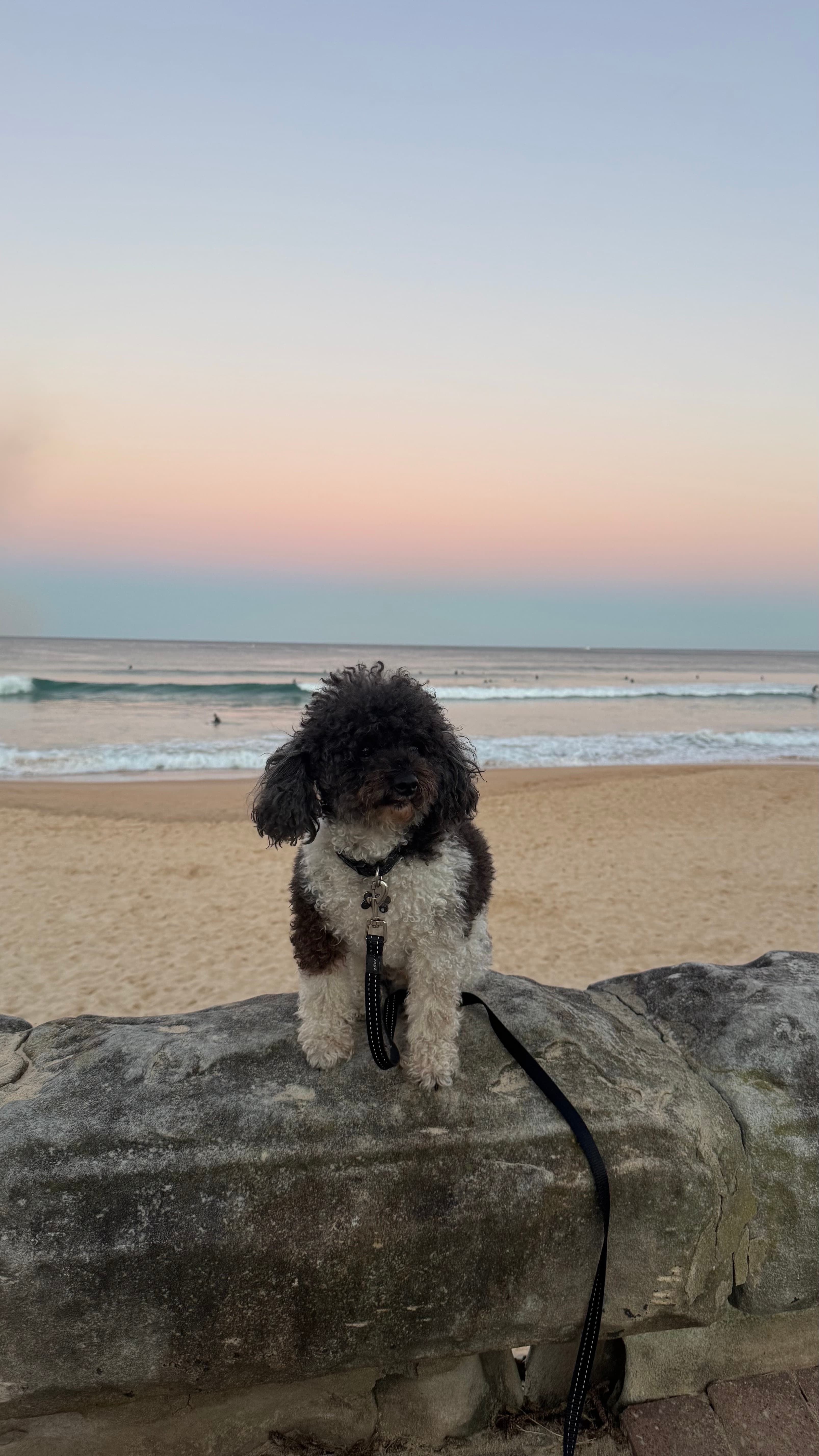 Oscar after his walk